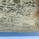 blank-profile-333789