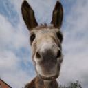 blank-profile-351533