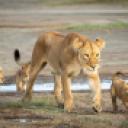 blank-profile-308985