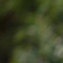 blank-profile-454203