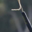 Weronikaprofile image