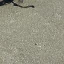 blank-profile-187045