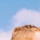 blank-profile-284007