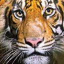 blank-profile-183764